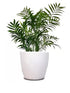 Emerald Pot (8 inch)